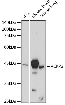 Anti-ACKR3 Antibody (CAB12712)