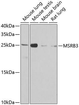 Anti-MSRB3 Polyclonal Antibody (CAB8005)