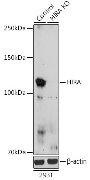 Anti-Protein HIRA Polyclonal Antibody (CAB8461)