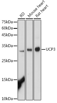 Anti-UCP3 Antibody (CAB16995)