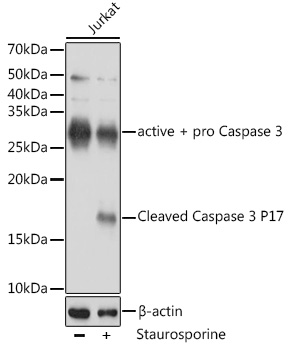 Anti-active + pro Caspase-3 Antibody [KO Validated] (CAB19654)