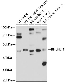 Anti-BHLHE41 Antibody (CAB10555)