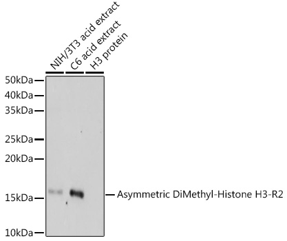 Anti-Asymmetric DiMethyl-Histone H3-R2 Antibody (CAB3155)