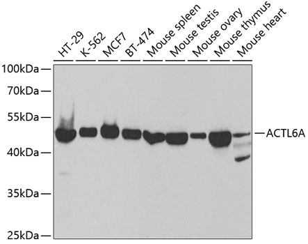 Anti-ACTL6A Antibody (CAB5387)