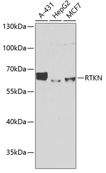 Anti-RTKN Antibody (CAB6732)