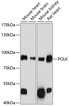 Anti-POLK Antibody (CAB12333)