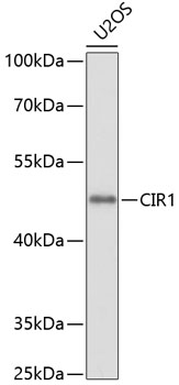 Anti-CIR1 Antibody (CAB10133)