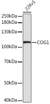 Anti-COG1 Antibody (CAB17594)