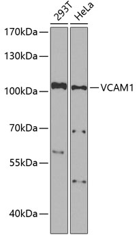 Anti-VCAM1 Antibody (CAB0279)