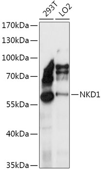 Anti-NKD1 Antibody (CAB17799)