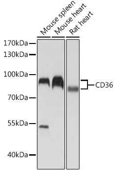 Anti-CD36 Antibody (CAB5792)