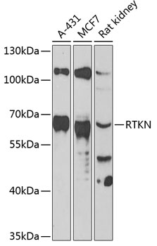 Anti-RTKN Antibody (CAB13349)