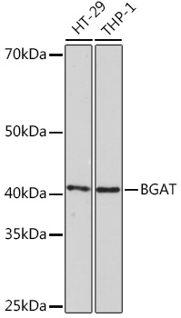 Anti-BGAT Antibody (CAB5207)