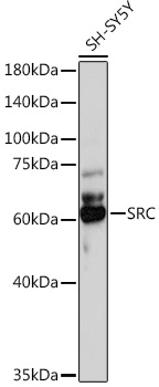 Anti-SRC Antibody (CAB0324)