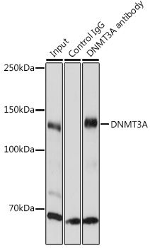 Anti-DNMT3A Antibody (CAB2065)