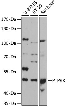 Anti-PTPRR Antibody (CAB12246)