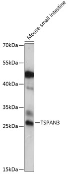 Anti-TSPAN3 Antibody (CAB14833)