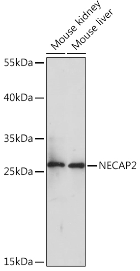 Anti-NECAP2 Antibody (CAB14346)