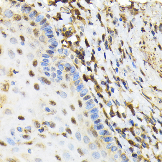 Anti-NRBF2 Antibody (CAB13422)