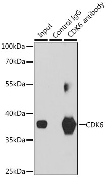 Anti-CDK6 Antibody [KO Validated] (CAB1545)