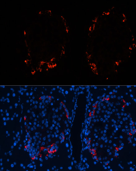 Anti-GCG Antibody (CAB14609)