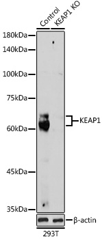 Anti-KEAP1 Antibody [KO Validated] (CAB17061)