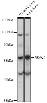 Anti-FBXW2 Antibody (CAB15996)