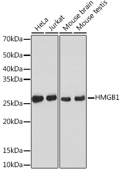 Anti-HMGB1 Antibody [KO Validated] (CAB19529)