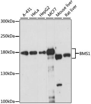 Anti-BMS1 Antibody (CAB15367)