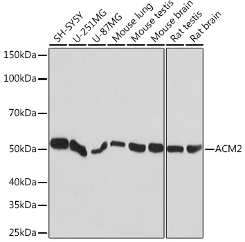 Anti-ACM2 Antibody (CAB5154)