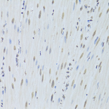 Anti-HNRNPK Antibody (CAB1701)