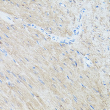 Anti-CLUH Antibody (CAB10140)