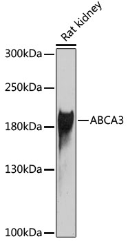 Anti-ABCA3 Antibody (CAB6862)