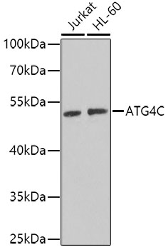 Anti-ATG4C Antibody (CAB7396)