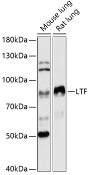 Anti-LTF Antibody (CAB12902)
