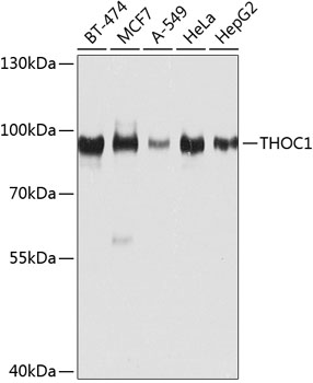 Anti-THOC1 Polyclonal Antibody (CAB8179)