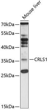 Anti-CRLS1 Antibody (CAB12388)