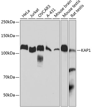 Anti-KAP1 Antibody (CAB19568)