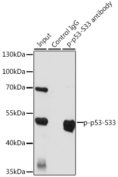 Anti-Phospho-TP53-S33 pAb (CABP0762)