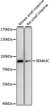 Anti-SEMA3C Antibody (CAB15386)