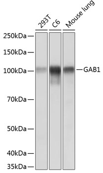 Anti-GAB1 Antibody (CAB19054)