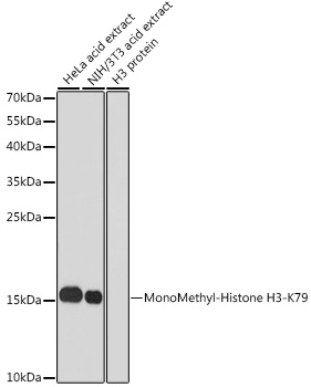 Anti-MonoMethyl-Histone H3-K79 Antibody (CAB2367)