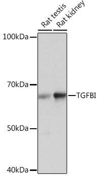 Anti-TGFBI Antibody (CAB2407)