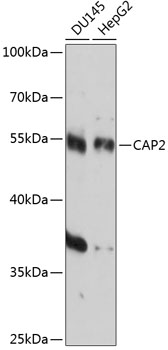 Anti-CAP2 Antibody (CAB14358)