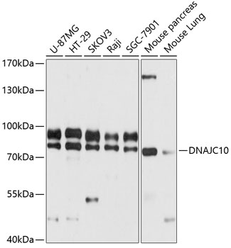 Anti-DNAJC10 Antibody (CAB12260)