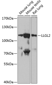 Anti-LLGL2 Antibody (CAB13323)