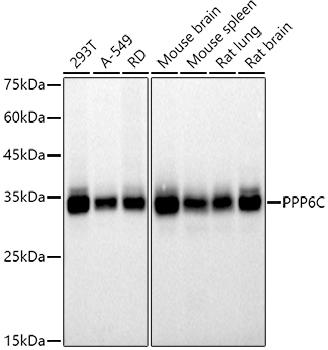 Western blot analysis of extracts of various cell lines, using at 1:500 dilution. Secondary antibody: HRP Goat Anti-Rabbit IgG (H+L) at 1:10000 dilution. Lysates/proteins: 25ug per lane. Blocking buffer: 3% nonfat dry milk in TBST. Detection: ECL Basic Kit. Exposure time: 10s.