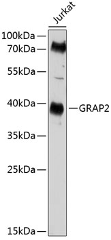 Anti-GRAP2 Polyclonal Antibody (CAB8767)