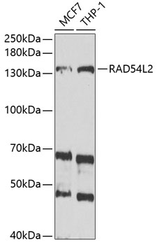 Anti-RAD54L2 Antibody (CAB6144)