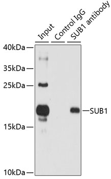 Anti-SUB1 Antibody (CAB7070)